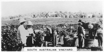 South Australian Vineyard, 1928 by Unbekannt