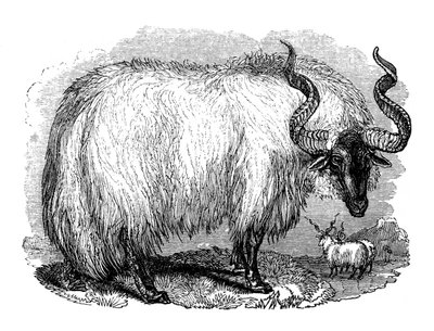 Spanish Sheep, 1848 by Unbekannt