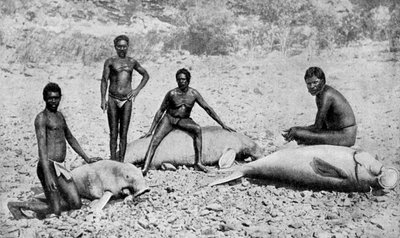 Speared Manatee, North-West Australia by Unbekannt
