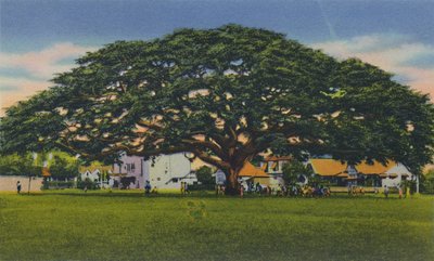 Spreading Samoan Tree, Trinidad, B.W.I. by Unbekannt