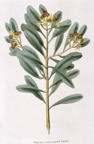 Sprig of white cinnamon Canella alba, 1823 by Unbekannt