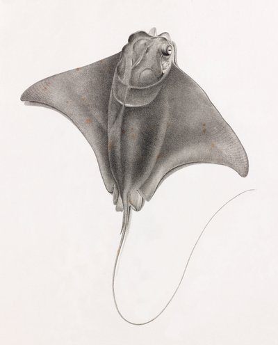 Stingray (close up view from top) by Unbekannt