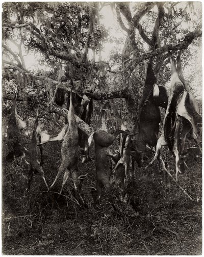 Strange fruit by Unbekannt