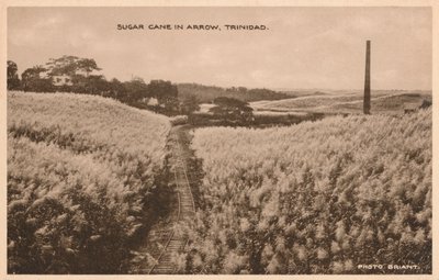 Sugar Cane in Arrow Trinidad, c1900 by Unbekannt