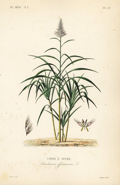 Sugarcane by Unbekannt