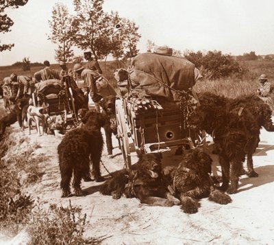 Supply Dogs, c1914-c1918 by Unbekannt