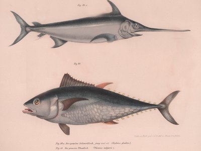 Swordfish Hiphias Gladius, Thinnus Bulgaris by Unbekannt