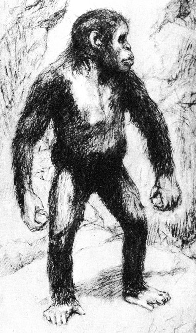 Taungs Ape-Man by Unbekannt