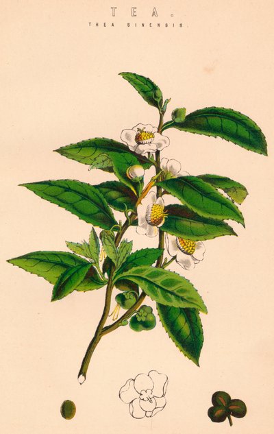 Tea, 19th Century by Unbekannt