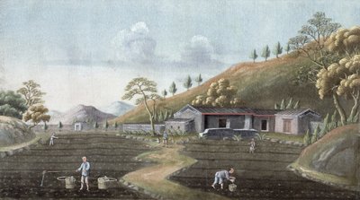 Tea Planting, China by Unbekannt