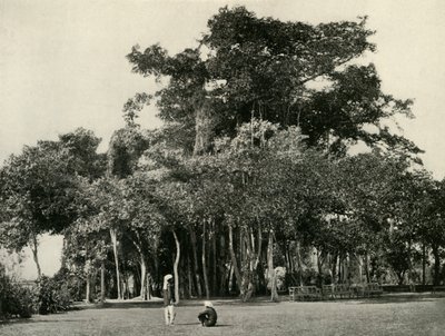 The Banyan Tree, Barrackpore by Unbekannt