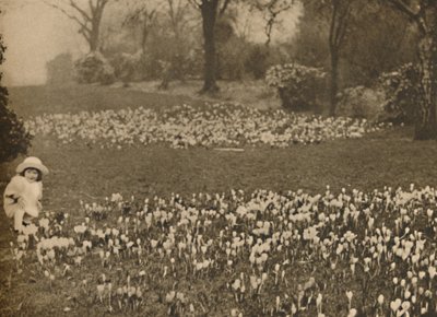 The Crocus Carpet of Spring by Unbekannt