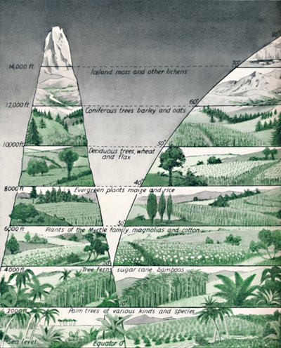 The Different Zones of Vegetation by Unbekannt
