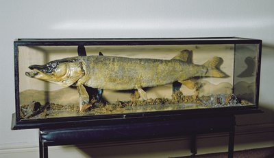 The Dowdeswell Pike, length 135cms by Unbekannt