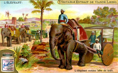 The Elephant as Draught Animal, c1900 by Unbekannt