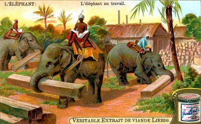 The Elephant at Work, c1900 by Unbekannt