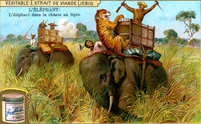 The Elephant on a Tiger Hunt, c1900 by Unbekannt