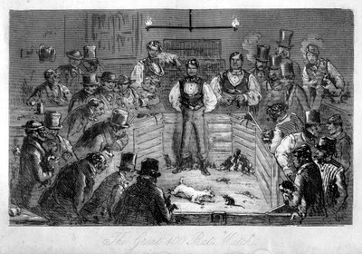 The Great 100 Rat Match, 19th century by Unbekannt