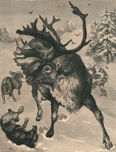 The Reindeer, 19th Century by Unbekannt