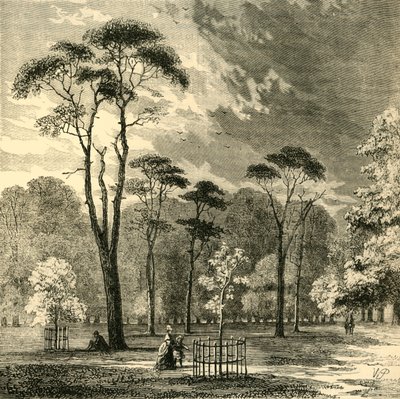 The Scotch Firs, Kensington Gardens by Unbekannt