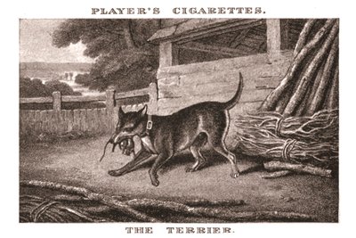 The Terrier by Unbekannt