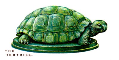 The Tortoise by Unbekannt