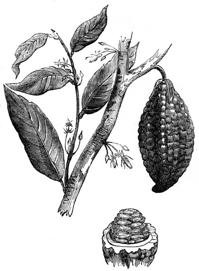 The Chocolate Nut Tree, 1886 by Unbekannt