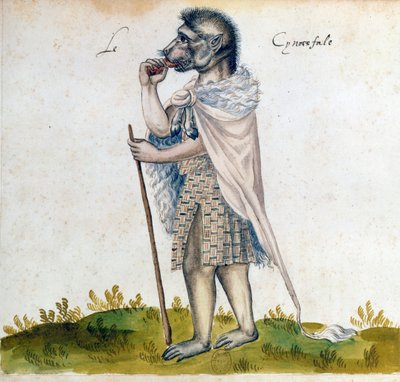 The Cynocephalus, 15th century by Unbekannt