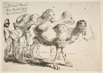 Three Dromedaries by Unbekannt