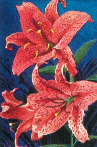 Tiger lily by Unbekannt