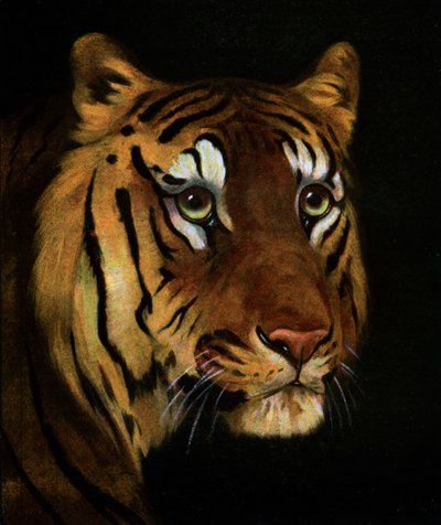 Tiger study by Unbekannt