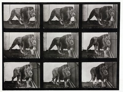 Time-Lapse Photographs of a Lion Pacing Its Cage by Unbekannt