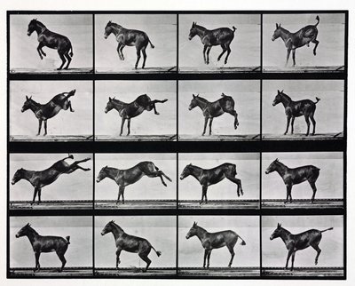 Time-Lapse Photographs of a Mule Kicking by Unbekannt