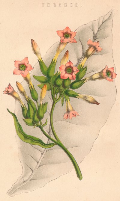 Tobacco, 19th century by Unbekannt