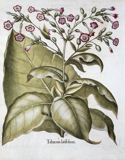 Tobacco plant, 1613 by Unbekannt
