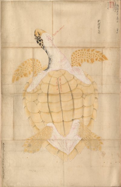 Tortoise by Unbekannt