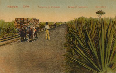 Transporting Henequen leaves, Matanzas - Cuba by Unbekannt