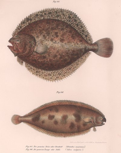 Turbot, Rhombus maximus, Common Sole Solea vulgaris by Unbekannt