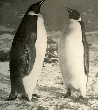 Two Emperor Penguins by Unbekannt