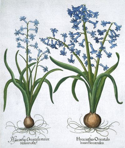 Two Blue Hyacinths by Unbekannt