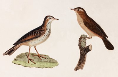 Two Colour Illustrations of Birds by Unbekannt