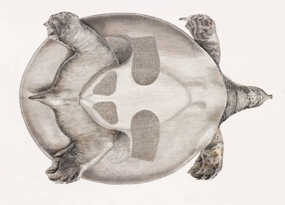 Underneath View of a Turtle by Unbekannt