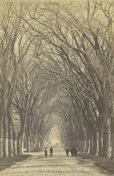 Untitled Avenue of Trees by Unbekannt
