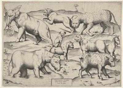 Various Animals by Unbekannt