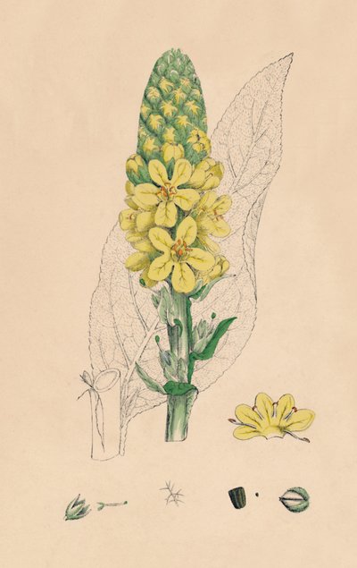 Verbascum Thapsus. Great Mullein by Unbekannt