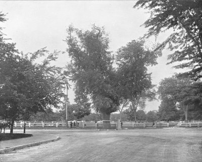 Washington Elm, Cambridge, Massachusetts, USA, c. 1900 by Unbekannt