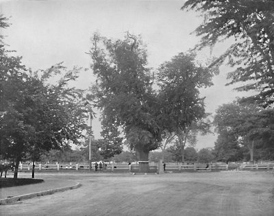 Washington Elm, Cambridge, Massachusetts by Unbekannt