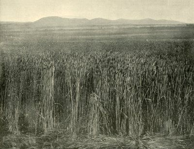 Wheat Field, Canning Downs, Queensland, 1901 by Unbekannt