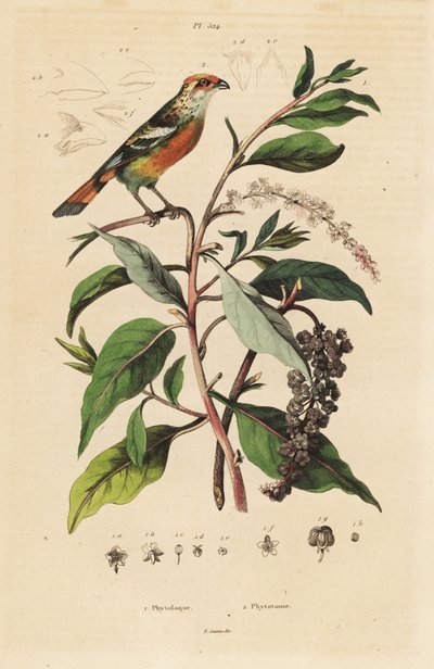 White-tipped Plantcutter, American Pokeweed by Unbekannt