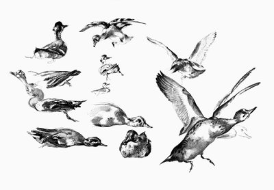 Wild Ducks, 1901 by Unbekannt